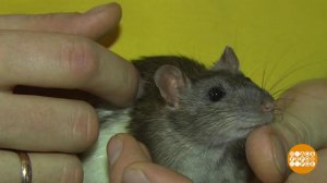 Крыс Борис и другие именинники. Доброе утро. Суббота. Фрагмент выпуска от 04.04.2020