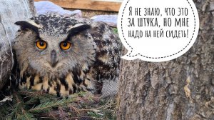 Сова филин Ёль снесла яйцо. Настоящее филинское яйцо!