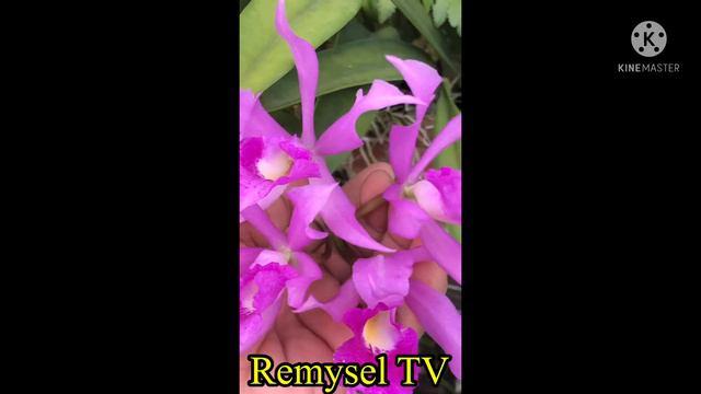 Top 50 beautiful orchids | #beautifulorchids | #orchidflower смотреть онлайн