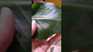 Стрелиция Николая ?