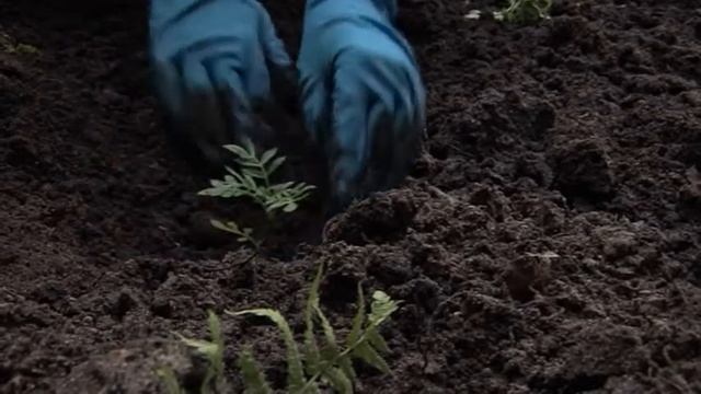 Акция "Цветик-Семицветик" смотреть онлайн