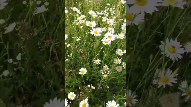СКАЗОЧНАЯ КРАСОТА. ПРАЗДНИК ЖИЗНИ.