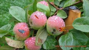 Яблоня обыкновенная Свежесть (yablonya-svezhest) ? обзор: как сажать, саженцы яблони Свежесть