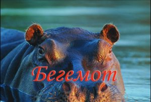 Бегемот