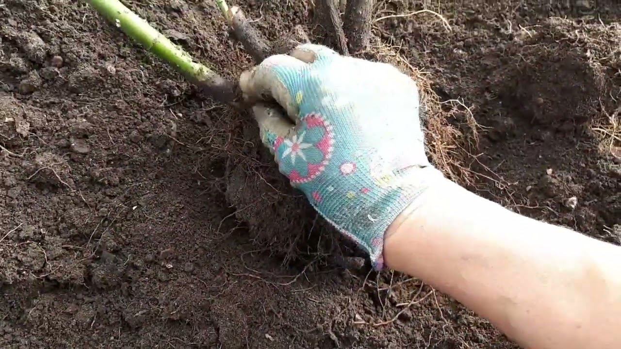 Розы на зимовку, подготовка.