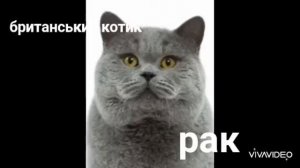 2 часть какая ти кошка по зз Рак ♋️ британский котик 🐈