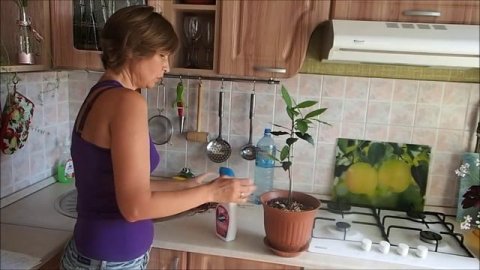 Кислица (оксалис). Как я ухаживаю за кислицей. Других комнатные растения