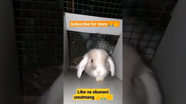 Karlik baran . Ma Shaa Allah . Карликовый кролик .( Баран) Funny and buny rabbits . #Кролиководство