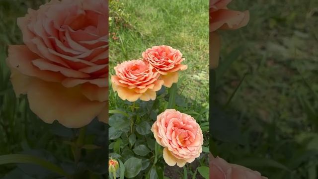 Чайно-гибридная роза Ashram-тайное убежище мудрецов и отшельников.Тантау.1998 год #rose #моирозы
