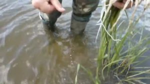 Сусак зонтичный