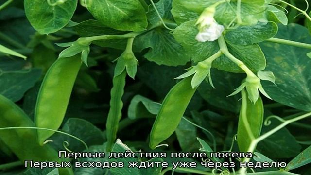 Секреты выращивания гороха в открытом грунте и теплице