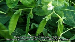 Секреты выращивания гороха в открытом грунте и теплице