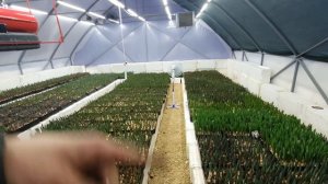 Выгонка тюльпанов 2023. Отопление теплицы. Вентиляция. Котел на отработке