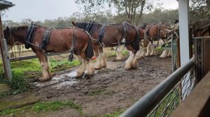 Introducing a Clydesdale Filly to the team consisting of Clydesdale Gelding, Mares & Stallion