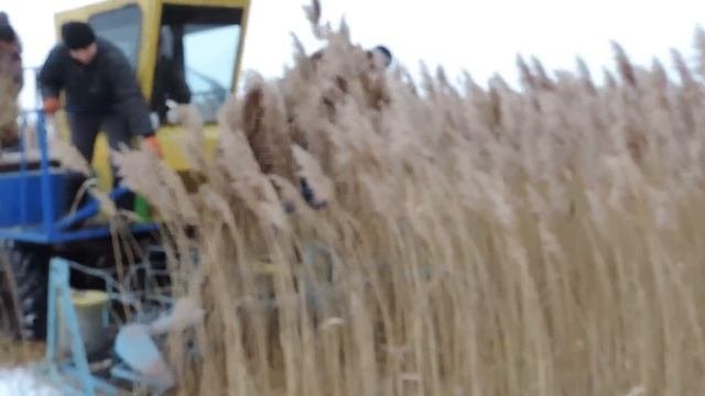 комбайн для уборки камыша