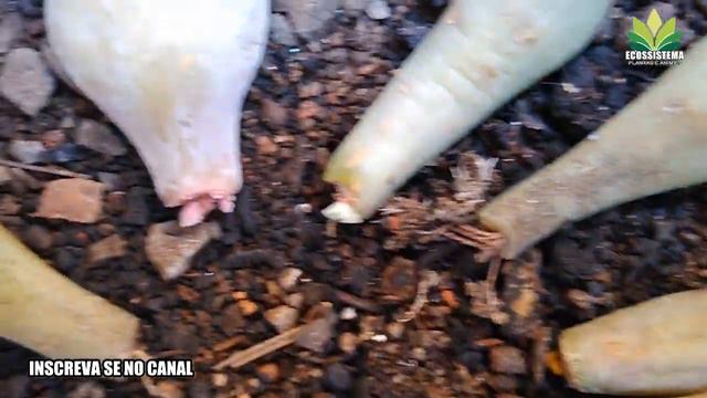 Echeveria 'Perle von Nürnberg e Echeveria copper canyon Propagação смотреть онлайн