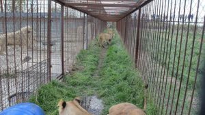 ПОЛНЫЙ   ЭКСТРИМ  ! Лев в ярости и кидается на всех! Тайган Крым