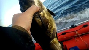 Треска [Пертоминск]