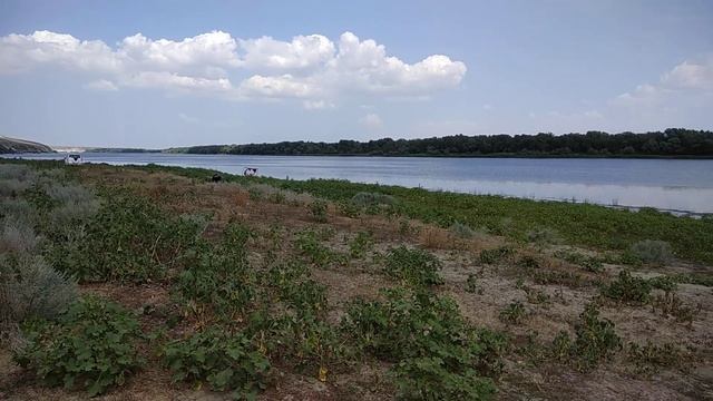 Голубинская, река Дон. К 48.86234, 43.60571 Место для ловли с берега и с лодки. смотреть онлайн