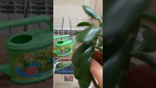 Сажаем отростки Денежное дерево смотреть онлайн