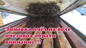ЗИМОВКА ПЧЁЛ В ФЕВРАЛЕ, ПЧЕЛОВОД ОБРАТИ ВНИМАНИЕ И СДЕЛАЙ ВСЁ НУЖНОЕ ДЛЯ СВОИХ ПЧЁЛ.