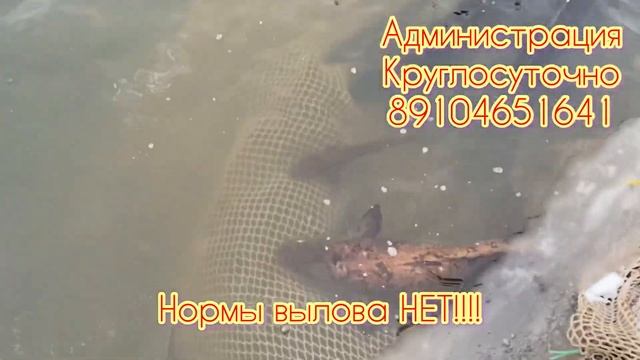 Шокирующее запуски для рыбалки.Белуги,осетра,налима.#Рыбалкадлядуши #Белуга #осетр
