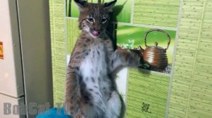 РЕАКЦИЯ родных Кати на РЫСЬ. Ханна получает леща / LYNX ATTACKS THE FISH