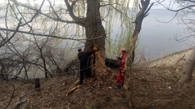 Спиливаем гнилое дерево.