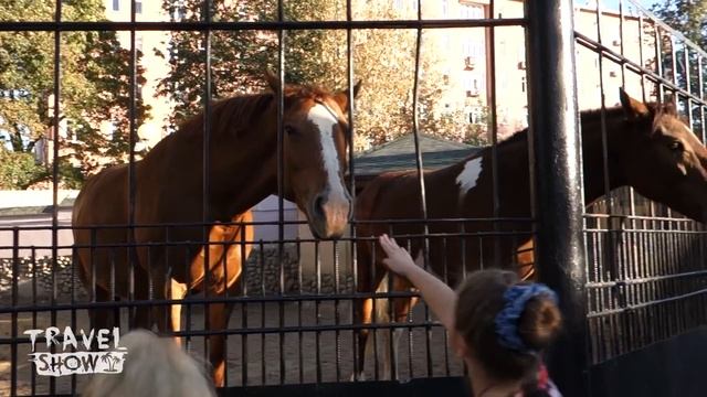 Московский зоопарк | Moscow Zoo | Одно из лучших мест в городе смотреть онлайн
