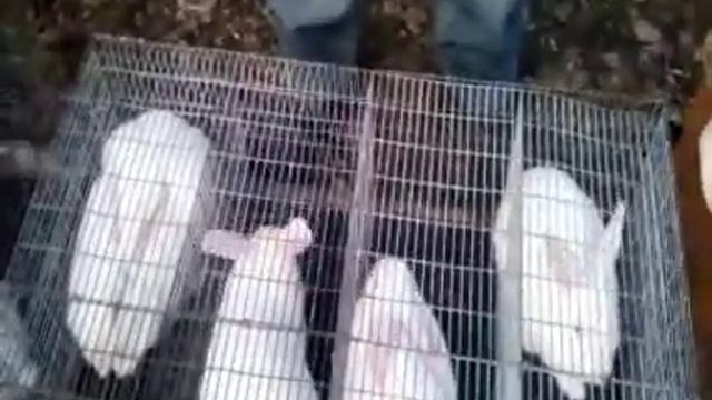 Москва выставка голубей 2023. Ярмарка голубей. Москва выставка голубей 2023. Москва выставка голубей 2023. Ярмарка голубей.