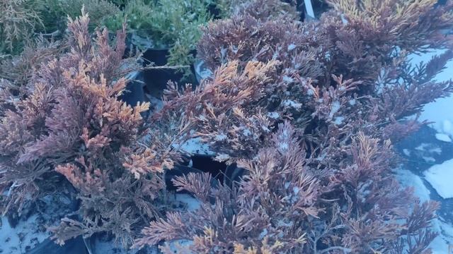 обзор на Можжевельник Лайм Глоу (limeglow) карликовый можжевельник посадка и уход смотреть онлайн