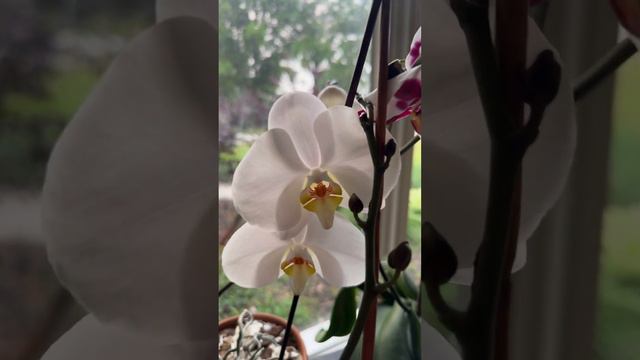 PHALAENOPSIS #shortsvideo