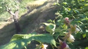 Что я делаю ,чтоб малина не ушла  к соседу.