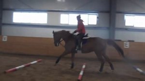 Работа лошади верхом через кавалетти на галопе