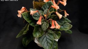 Vancouver African Violet and Gesneriad Club 2015 Show