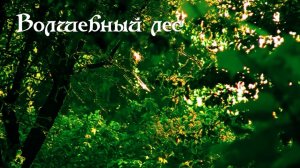 Волшебный лес. Дачные картинки 2023.