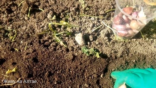 Сажаю озимый чеснок, как сажала  моя мама.  Вырастает всегда крупный чеснок.