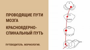 Проводящие пути мозга.  Красноядерно-спинальный путь