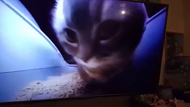 чипи чмпм чапа чапа луви луви лава лава смотреть онлайн