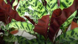 Самые необычные комнатные растения