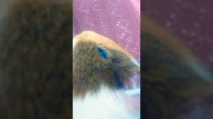 Как правильно чистить ушки морским свинкам !!!