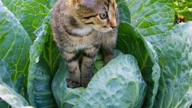 7 способов отпугнуть от грядок кошек. Кошки во дворе, кошки в огороде, как прогнать котов и кошек смотреть онлайн