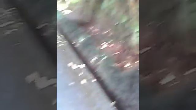 МЦВАНЕ КОНЦХИ