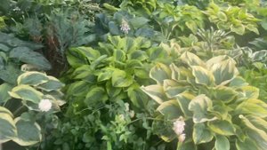 Сад хост в Бийске. 06.07.22 Hosta garden tour