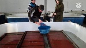 очередная инкубация радужной форели триплоид и диплойд