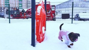 Дрессировки собаки пти-брабансона на собачьей площадке