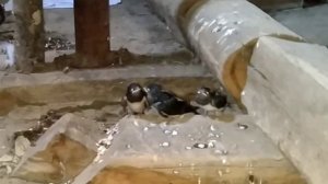 Ласточки вывели птенцов