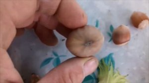 Фундук Черкесский - 2 в Крыму.Урожай и выход ядра.