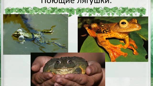 лягушка квакушка смотреть онлайн