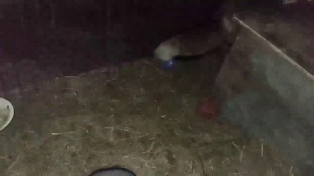 243. Маркиза - дневник приручения дикой лисы. Лиса опять не хочет работать . смотреть онлайн